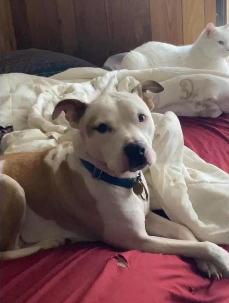 Lost dog in Pelham, NC, 27311