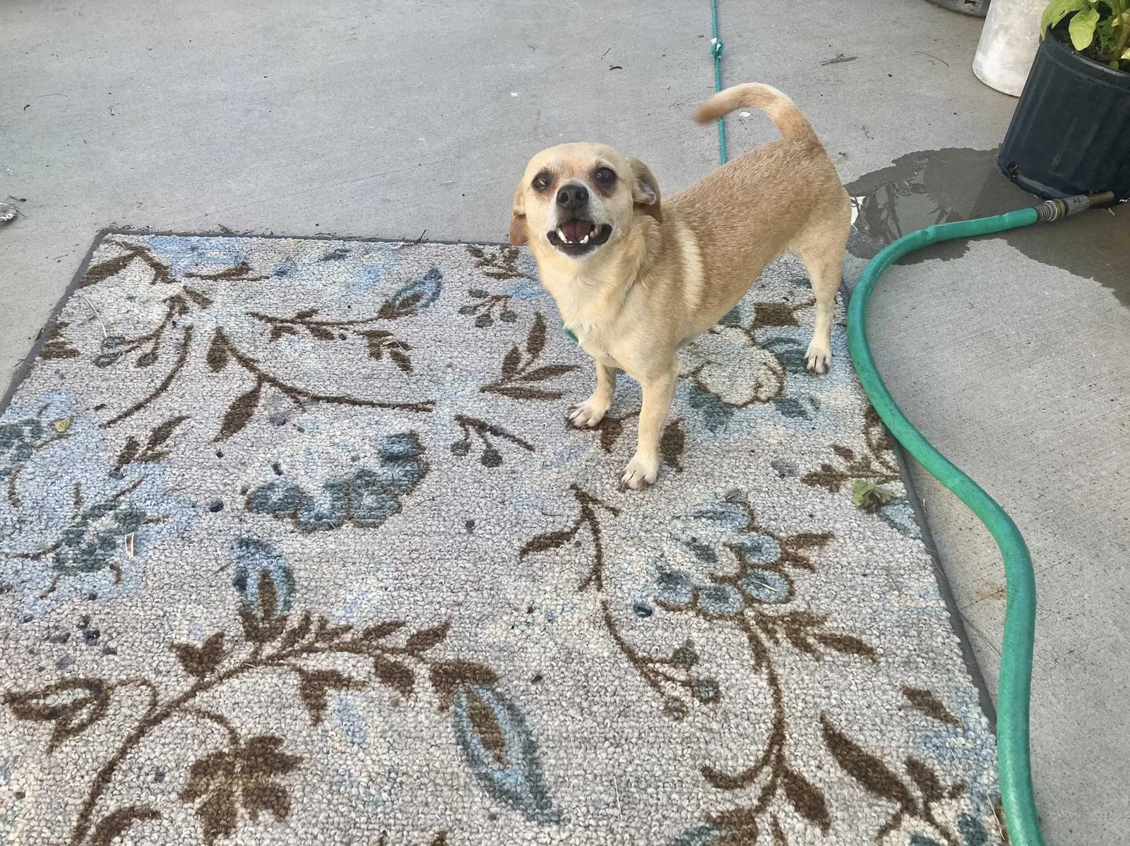 Lost dog in La Marque, TX, 77568