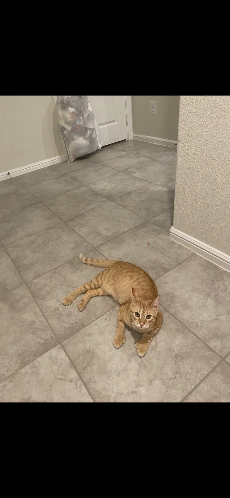 Lost cat in Crowley, TX, 76036