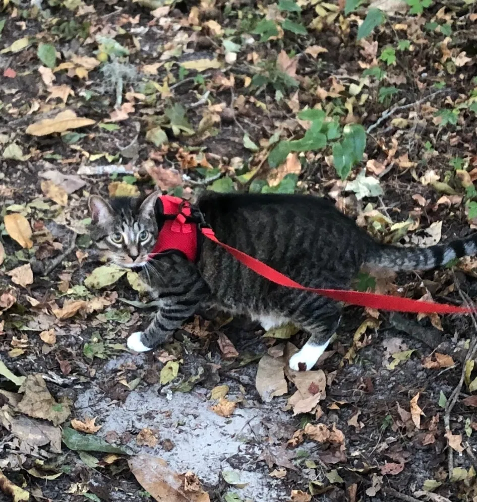 Lost cat in Tallahassee, FL, 32301