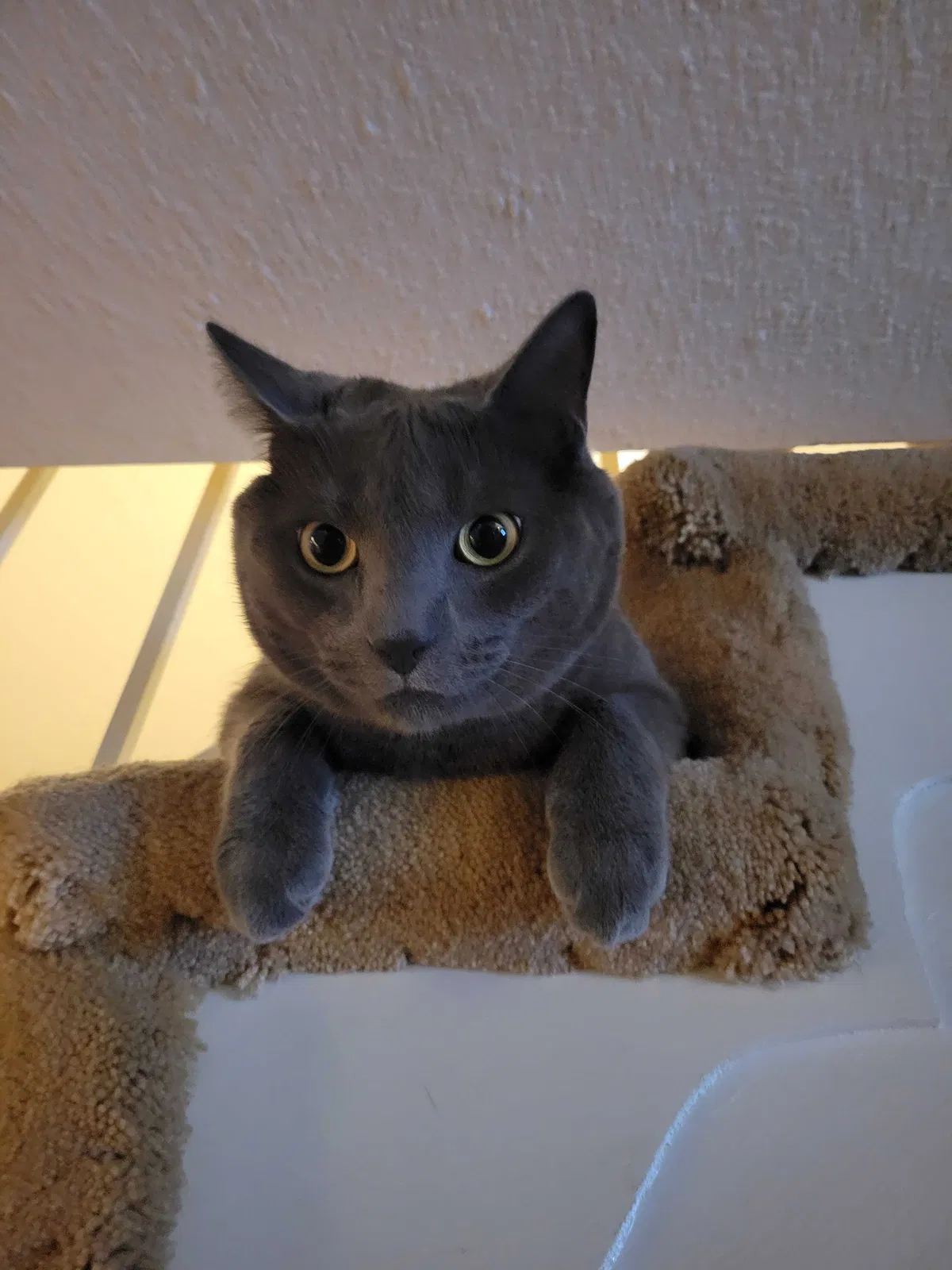 Lost cat in Alexandria, VA, 22304