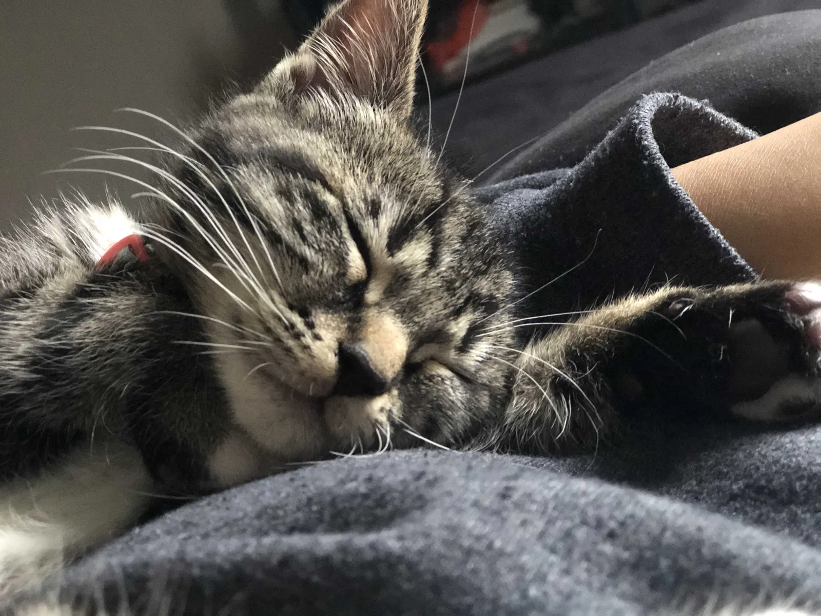 Lost cat in Olympia, WA, 98502