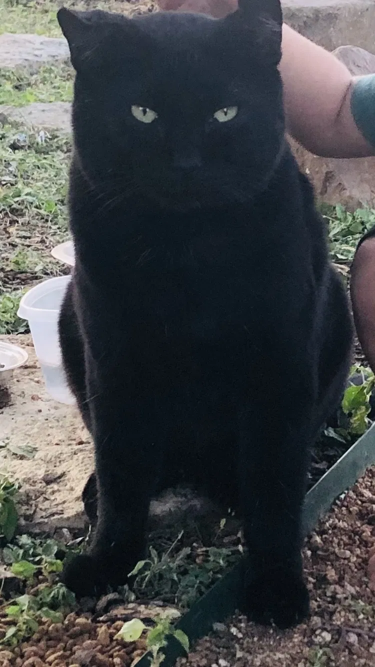 Lost cat in Cleburne, TX, 76033