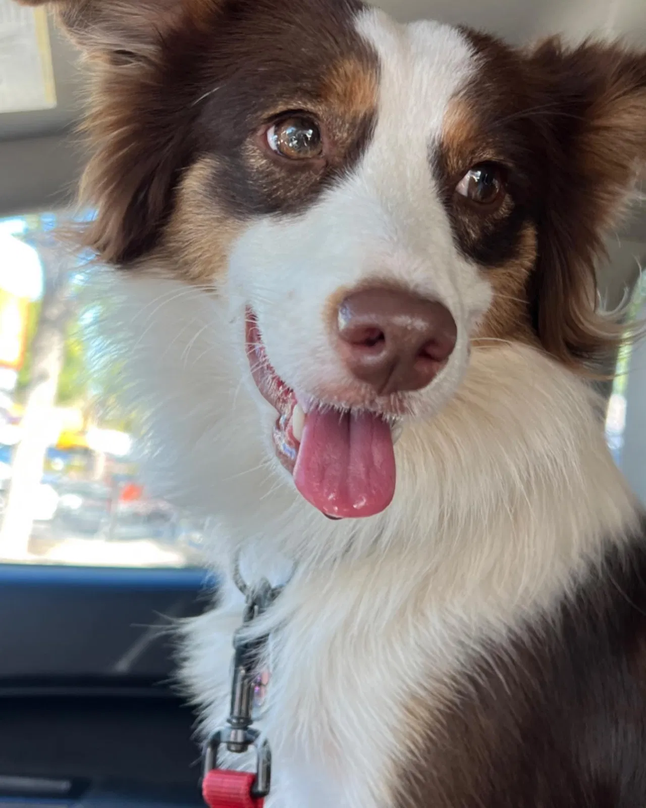 Lost dog in Bastrop, TX, 78602