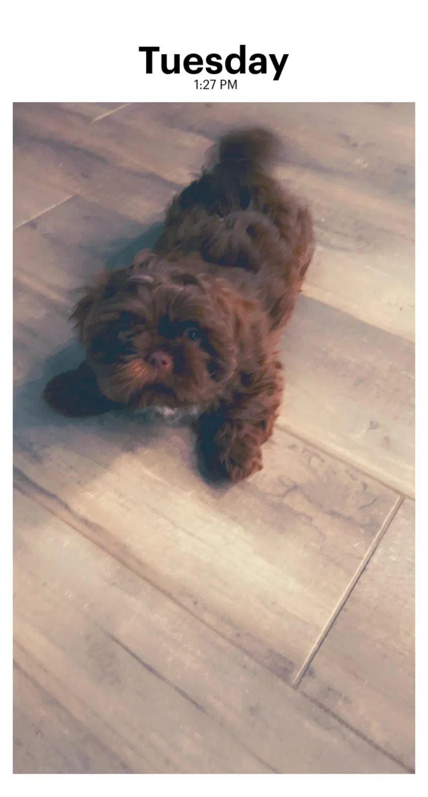 Lost dog in Conroe, TX, 77385