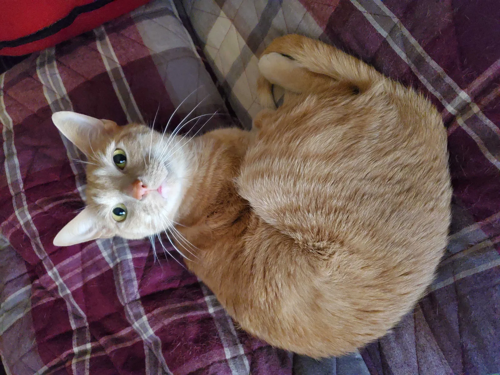 Lost cat in Suncook, NH, 3275