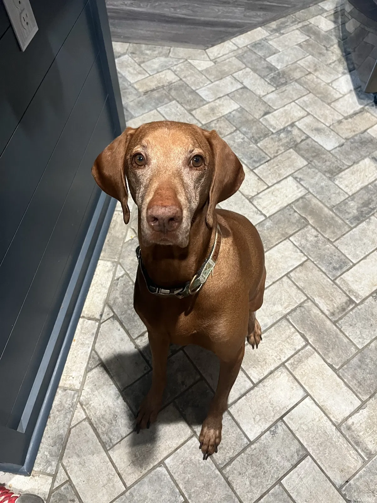 Lost dog in Waxahachie, TX, 75167