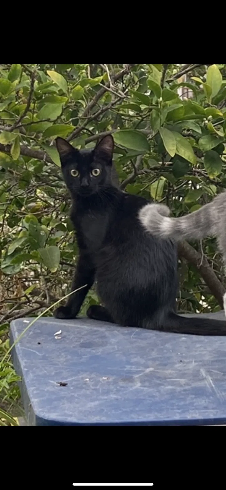 Lost cat in San Diego, CA, 92117