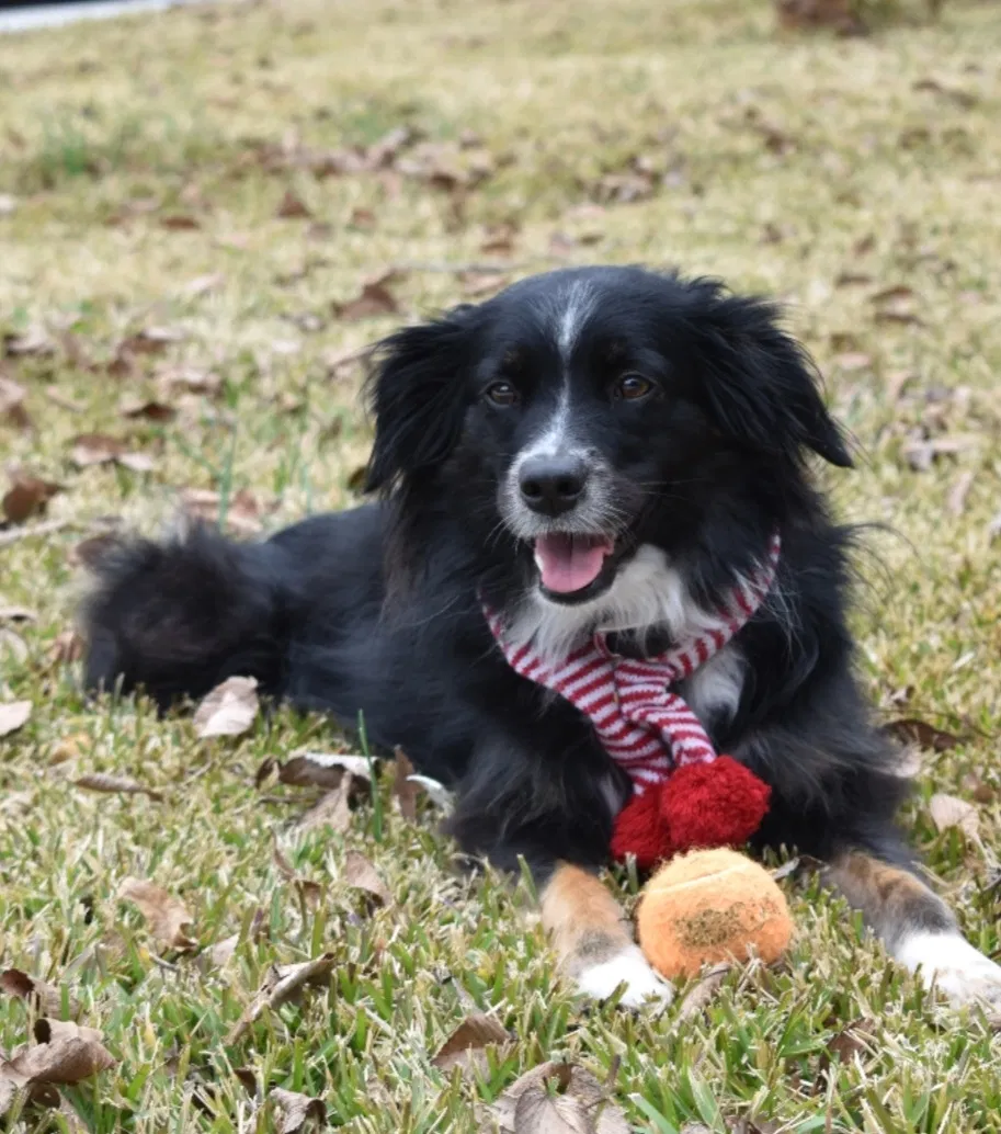 Lost dog in Royse City, TX, 75189