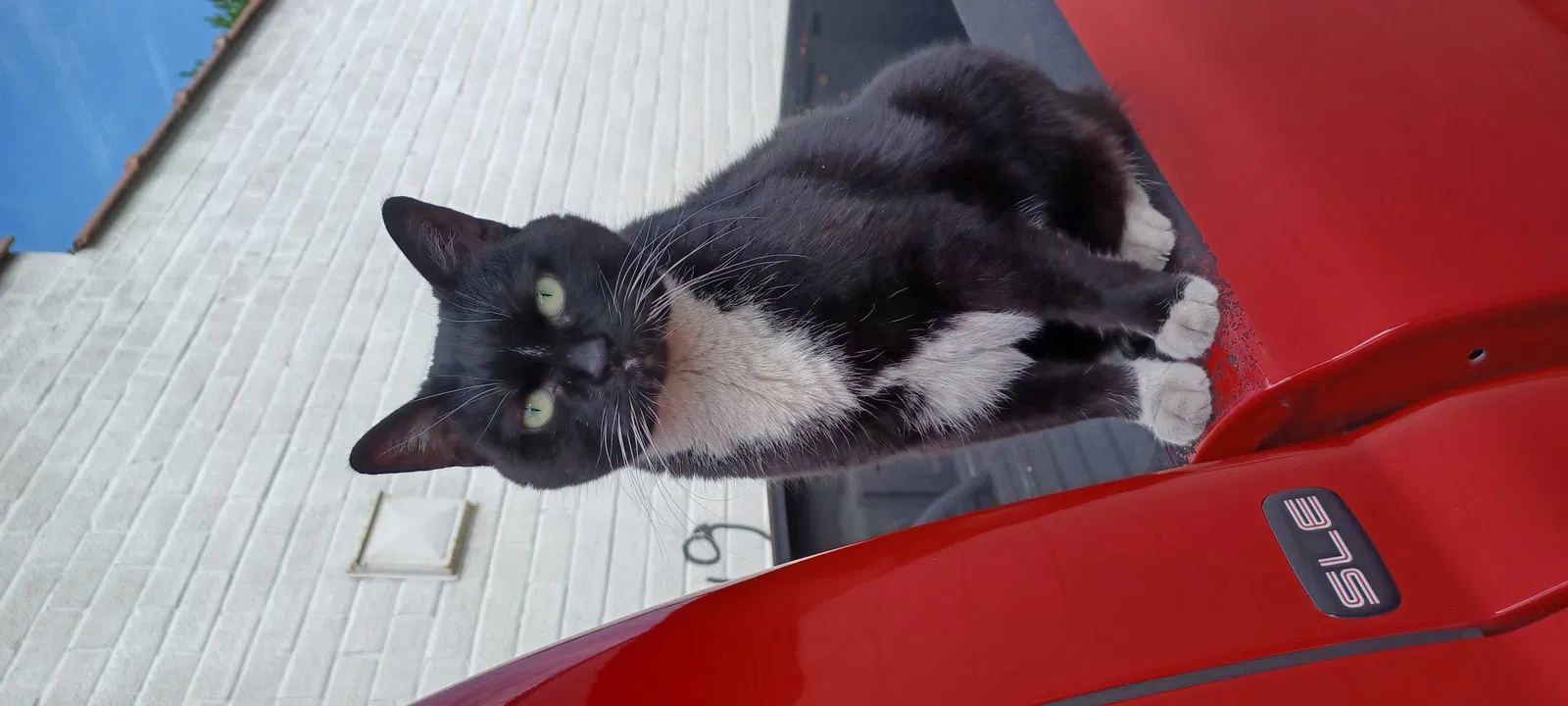 Lost cat in Wyoming, MI, 49509
