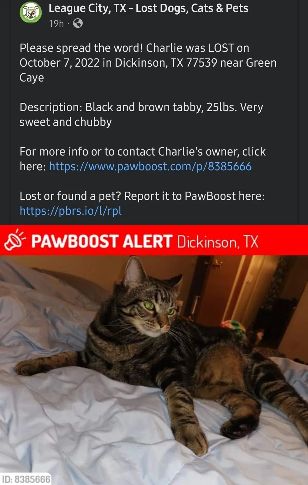 Lost cat in Dickinson, TX, 77539