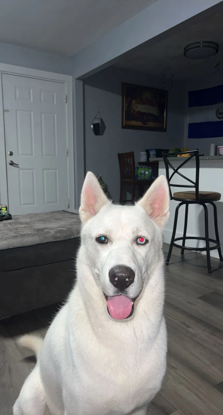 Lost dog in Charlotte, NC, 28212
