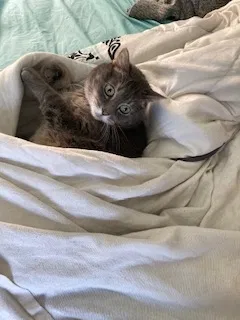 Lost cat in Hampton, VA, 23669