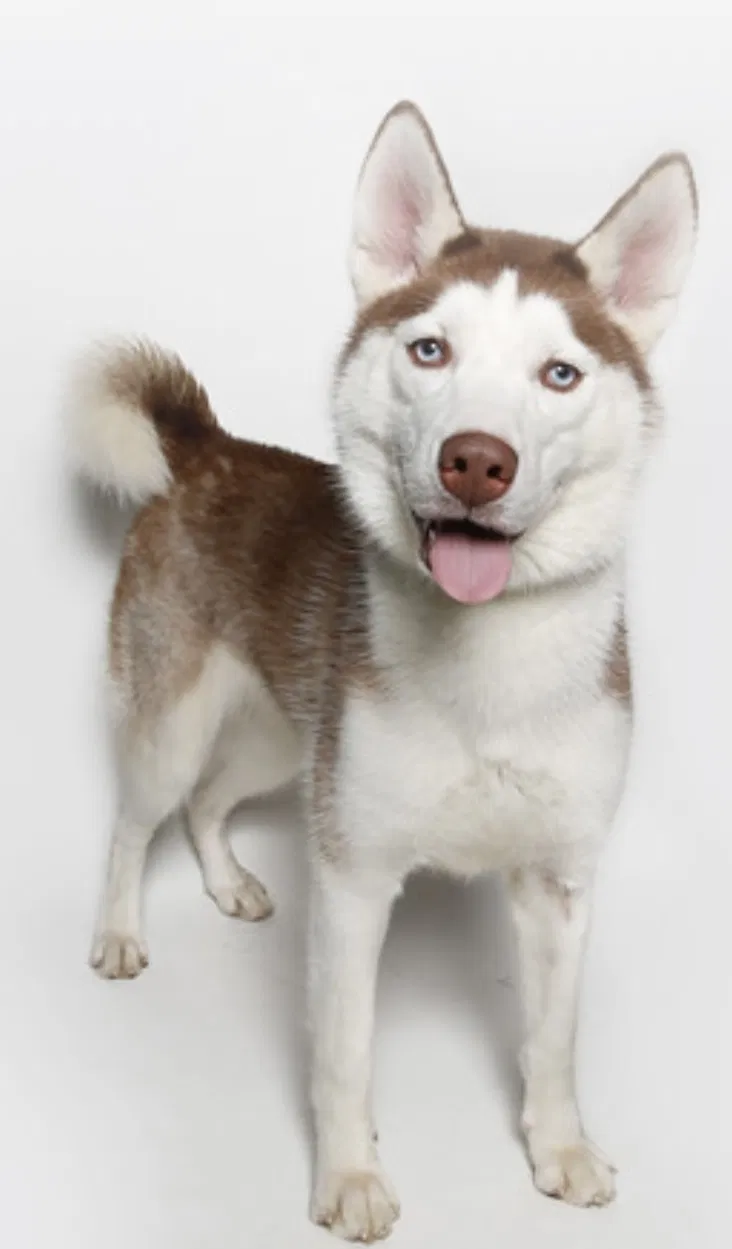 Lost dog in Alexandria, VA, 22306