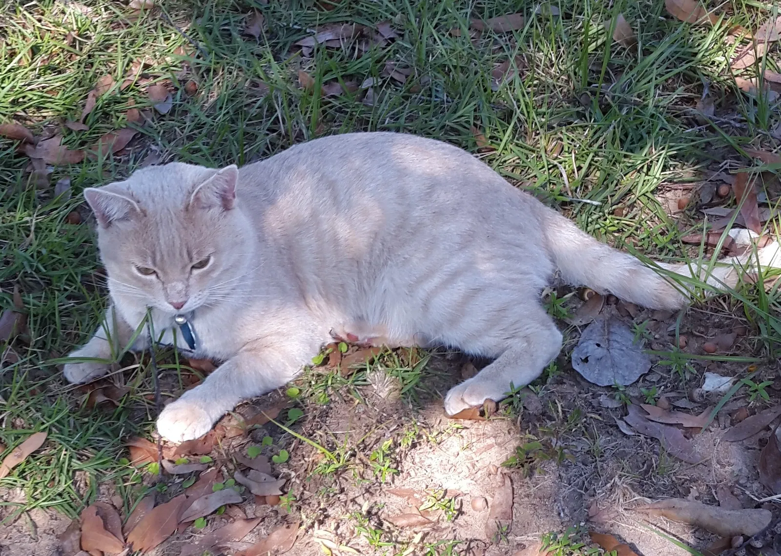 Lost cat in Tallahassee, FL, 32301