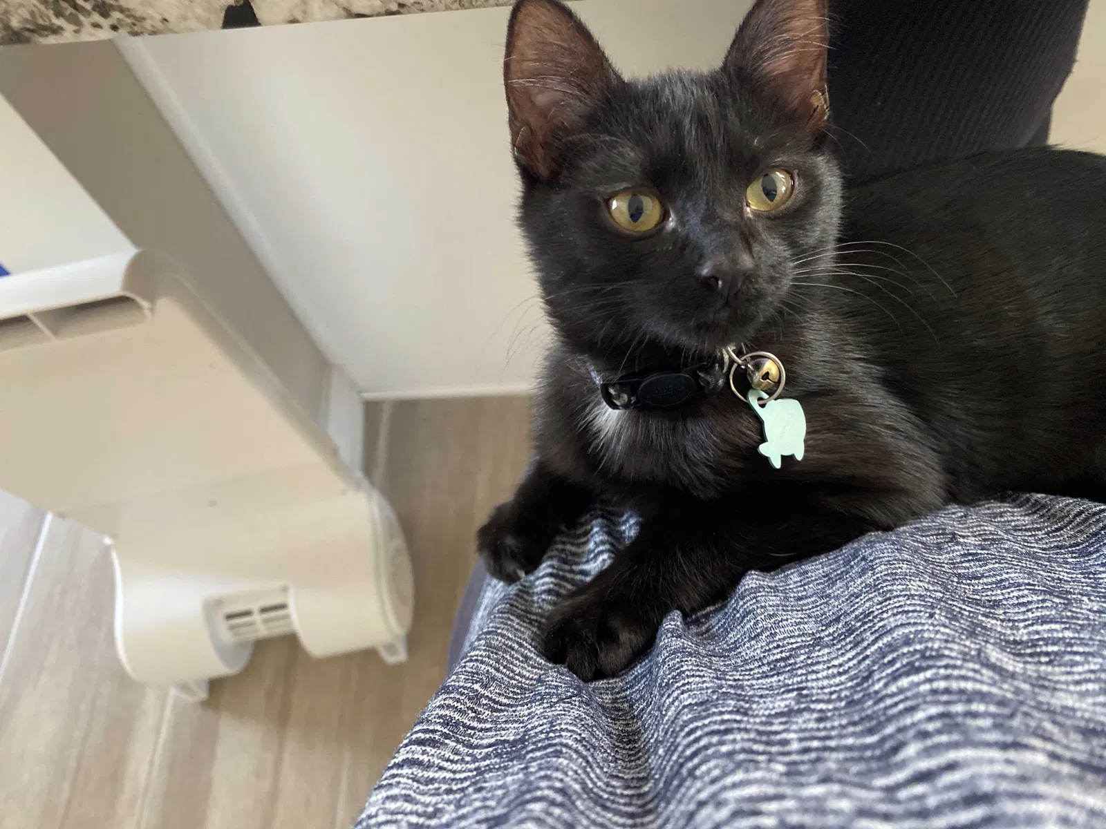 Lost cat in Phoenix, AZ, 85028