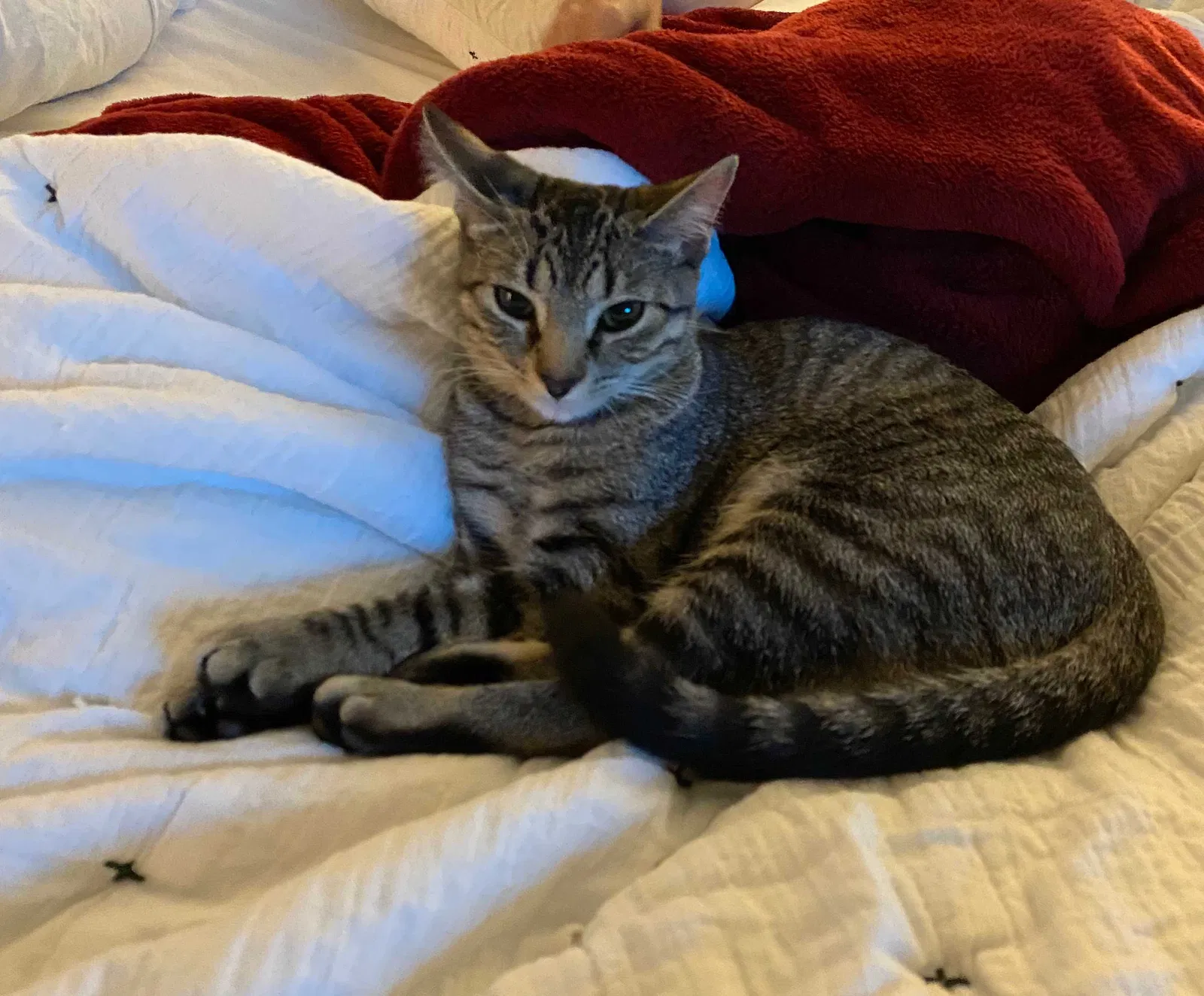 Lost cat in Woodstock, GA, 30188