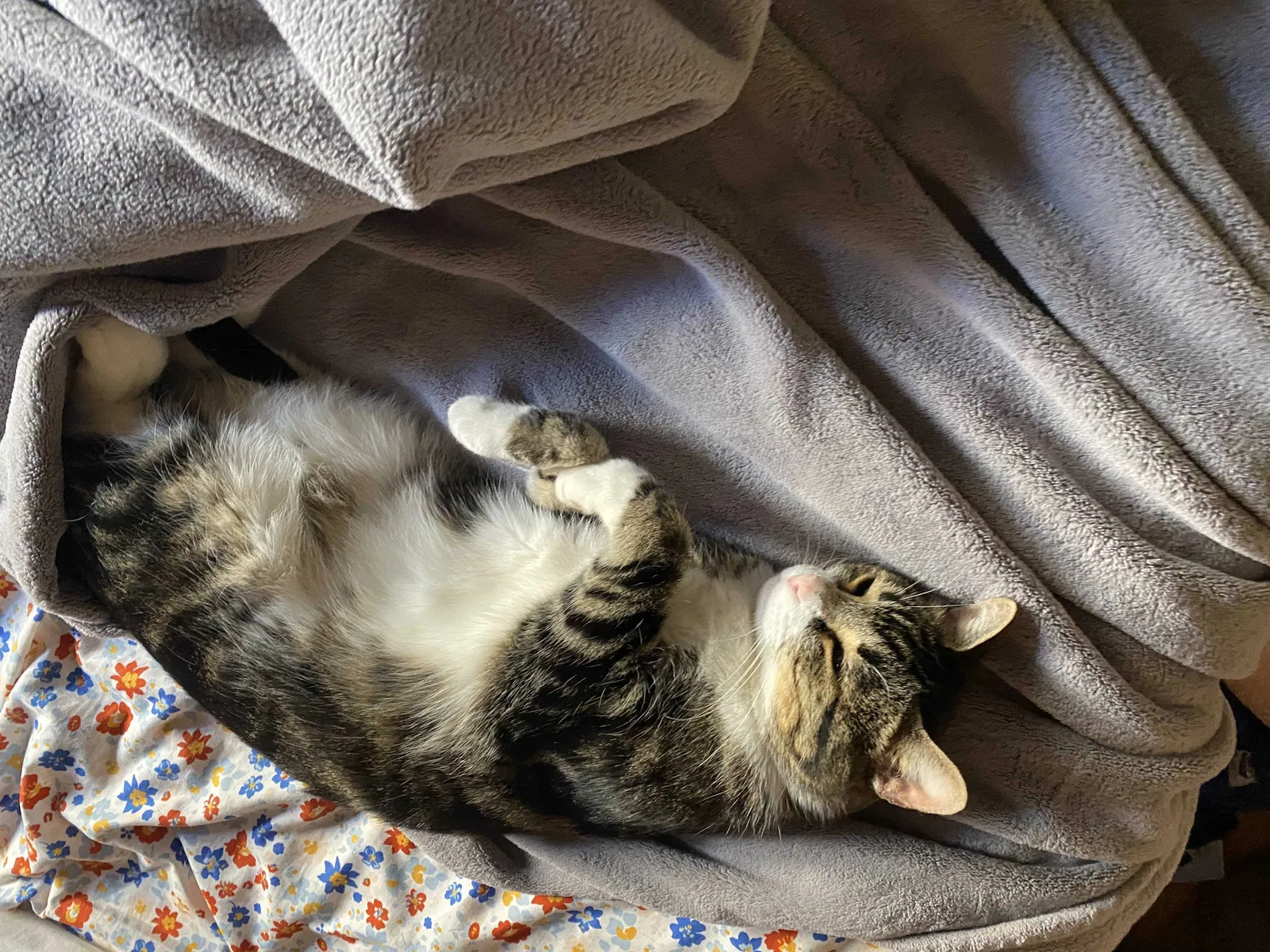 Lost cat in Albuquerque, NM, 87105