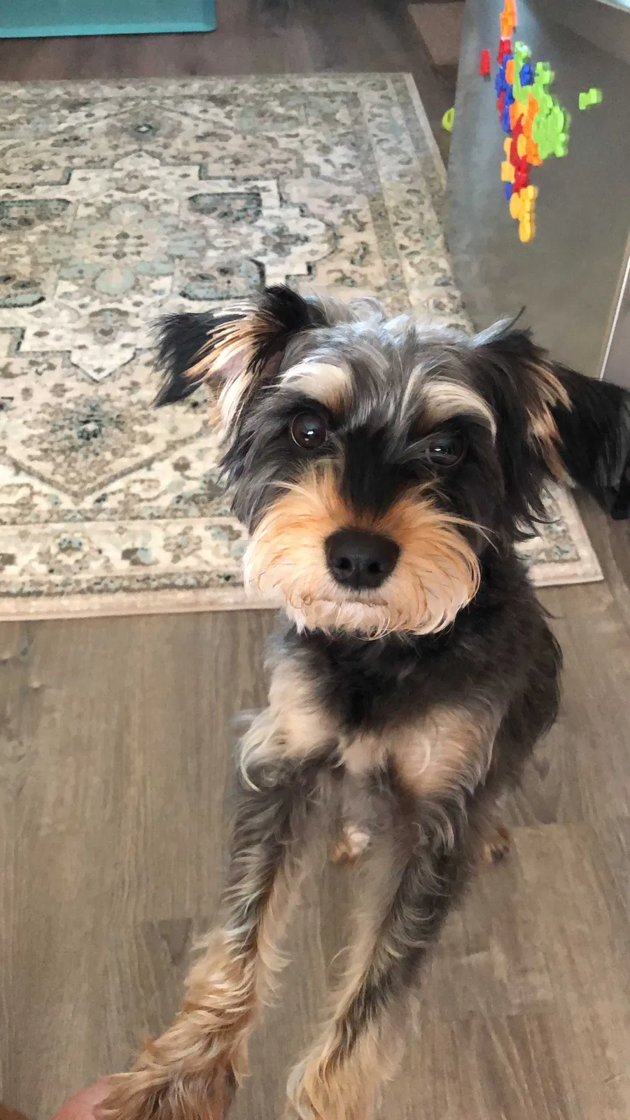 Lost dog in Appleton, WI, 54914