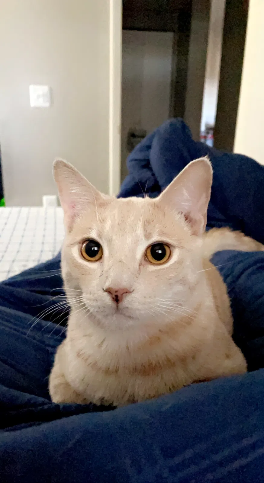 Lost cat in Las Vegas, NV, 89123
