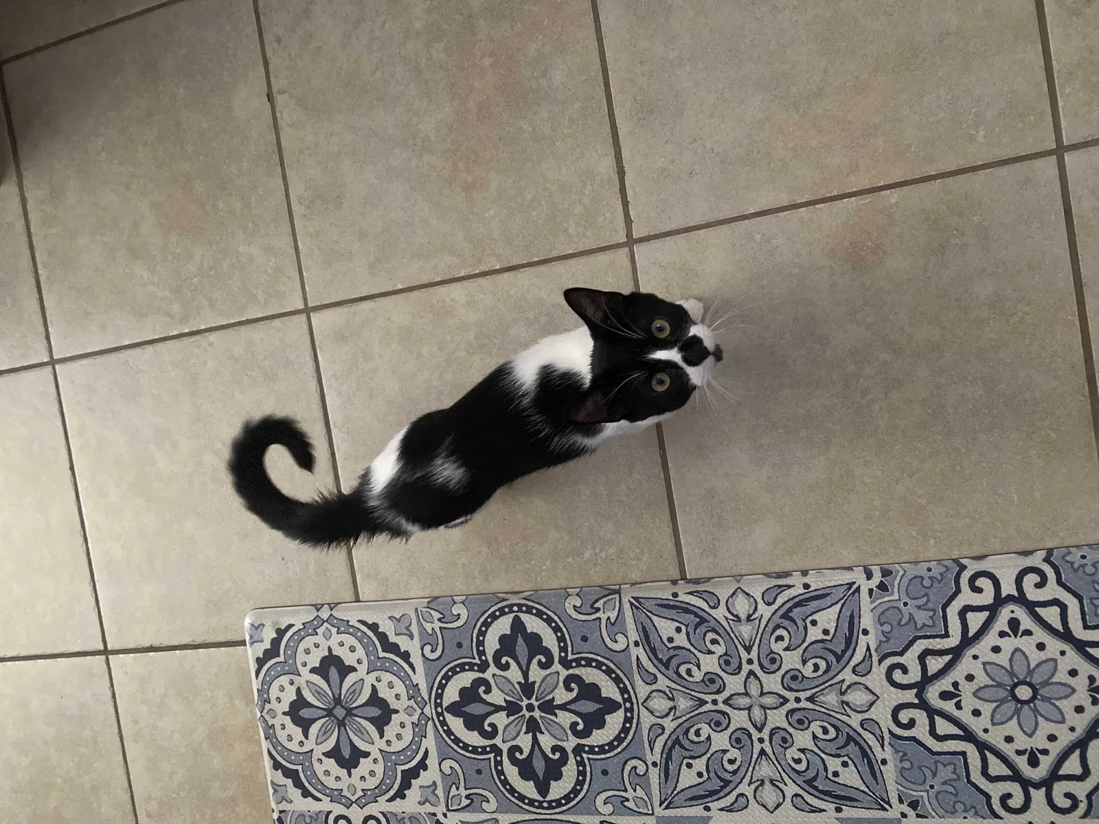 Lost cat in Cape Coral, FL, 33991