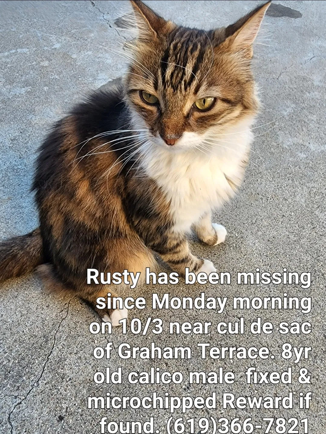 Lost cat in Santee, CA, 92071