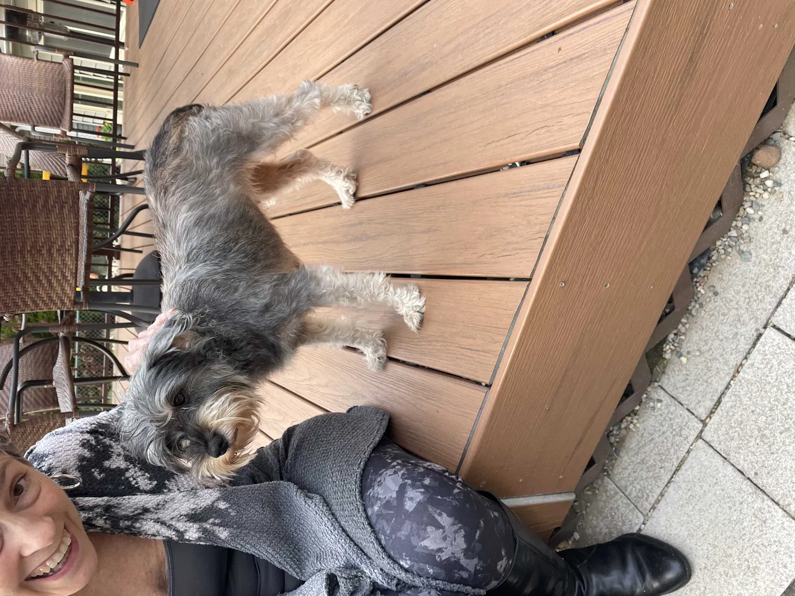 Lost dog in White Lake, MI, 48386