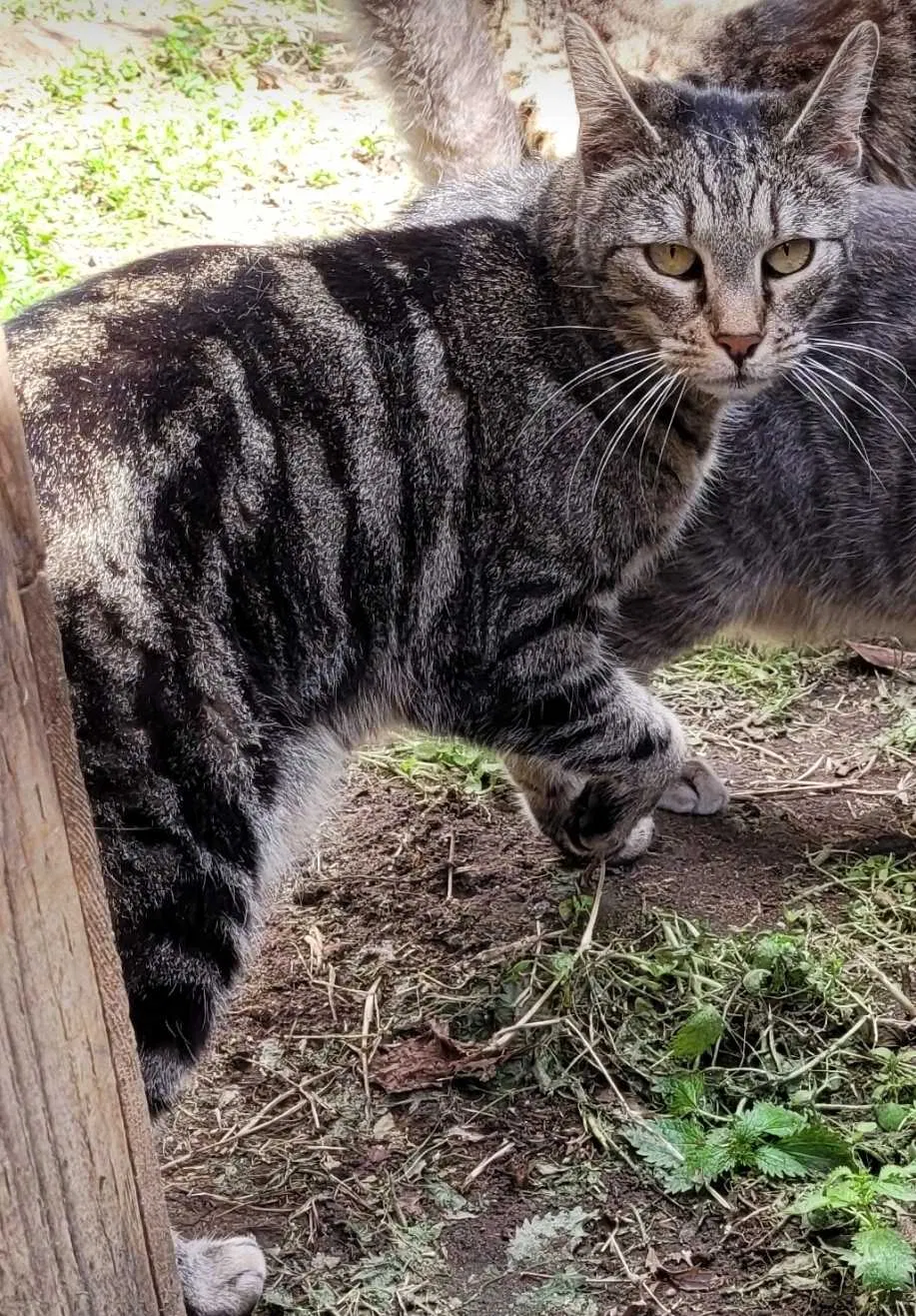 Lost cat in Fresno, CA, 93727