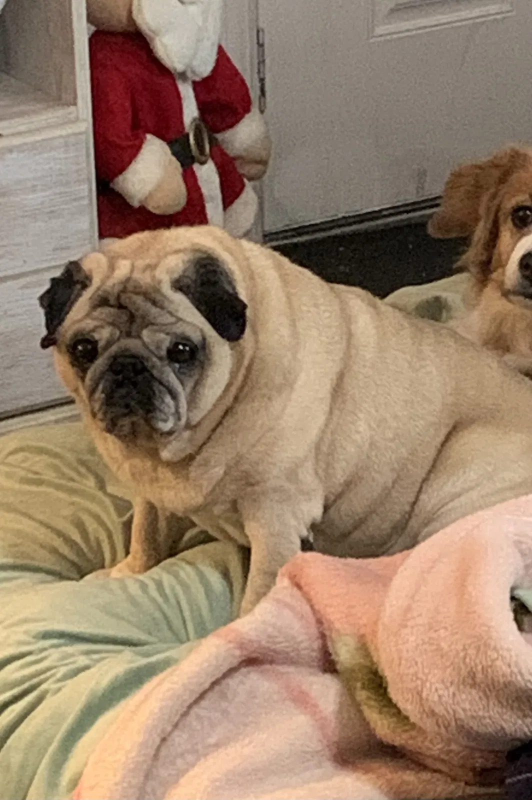 Lost dog in Los Angeles, CA, 90003
