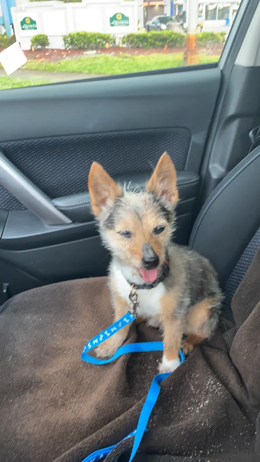 Lost dog in Marietta, OH, 45750