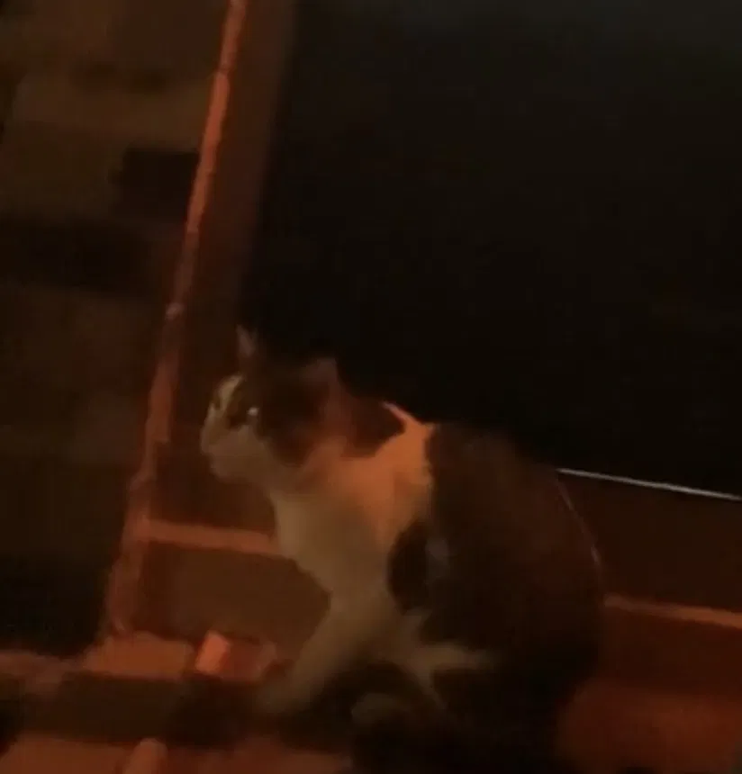 Found cat in Woodridge, IL, 60517