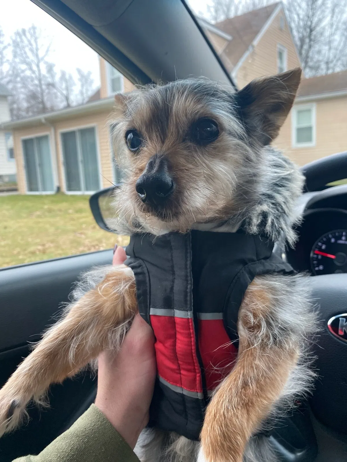 Lost dog in Parkersburg, WV, 26101
