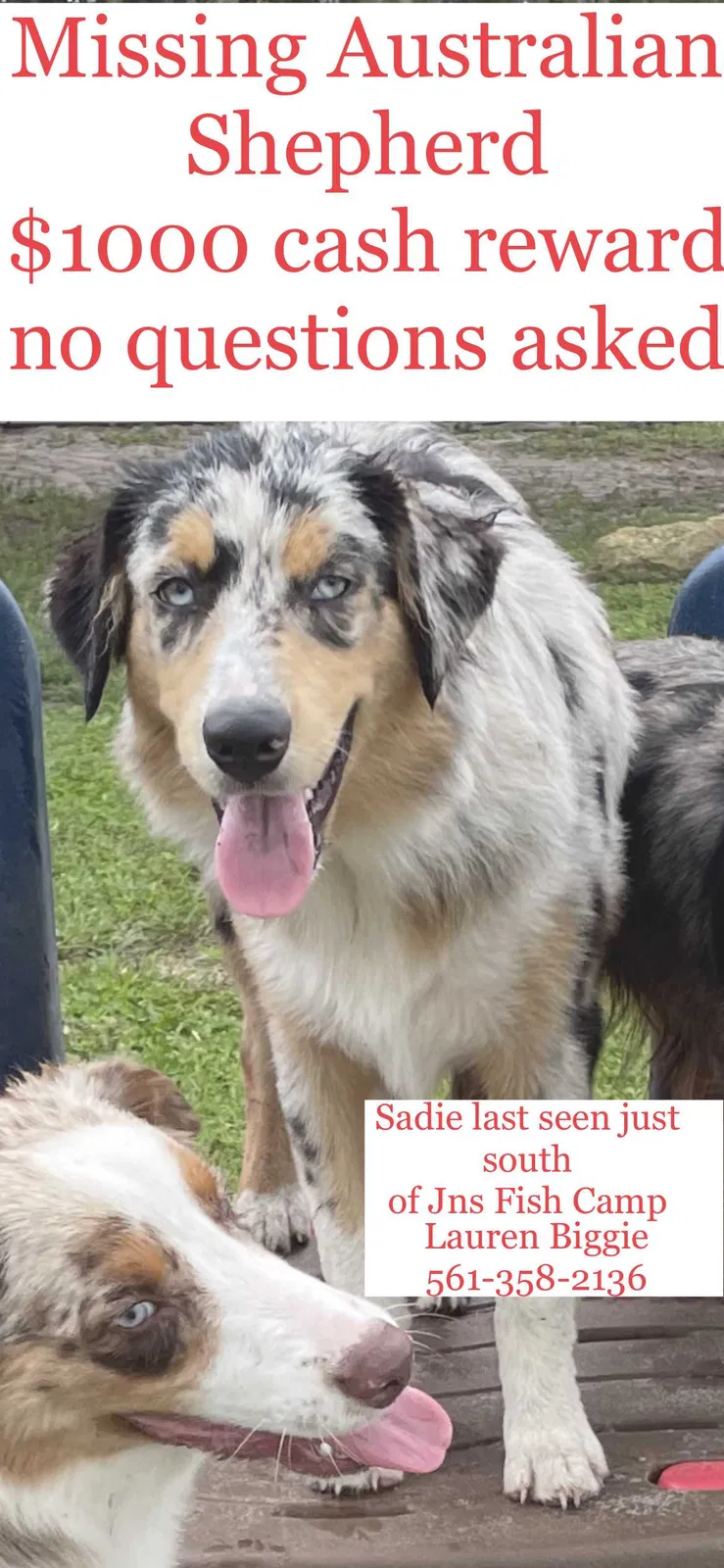 Lost dog in Okeechobee, FL, 34974