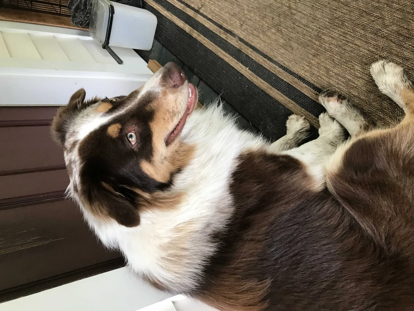 Lost dog in West Chesterfield, MA, 1084