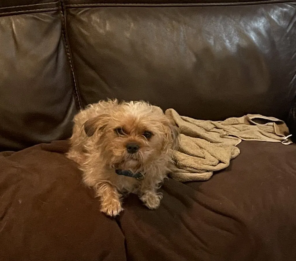 Found dog in Harlingen, TX, 78550