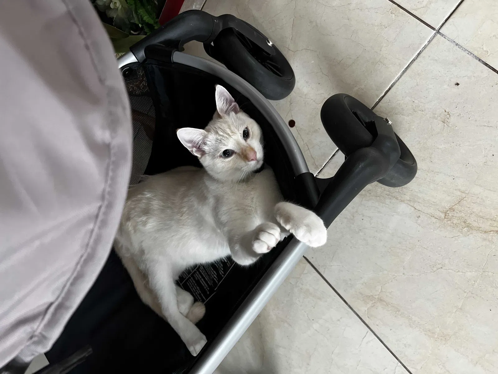 Lost cat in Fountain Valley, CA, 92708