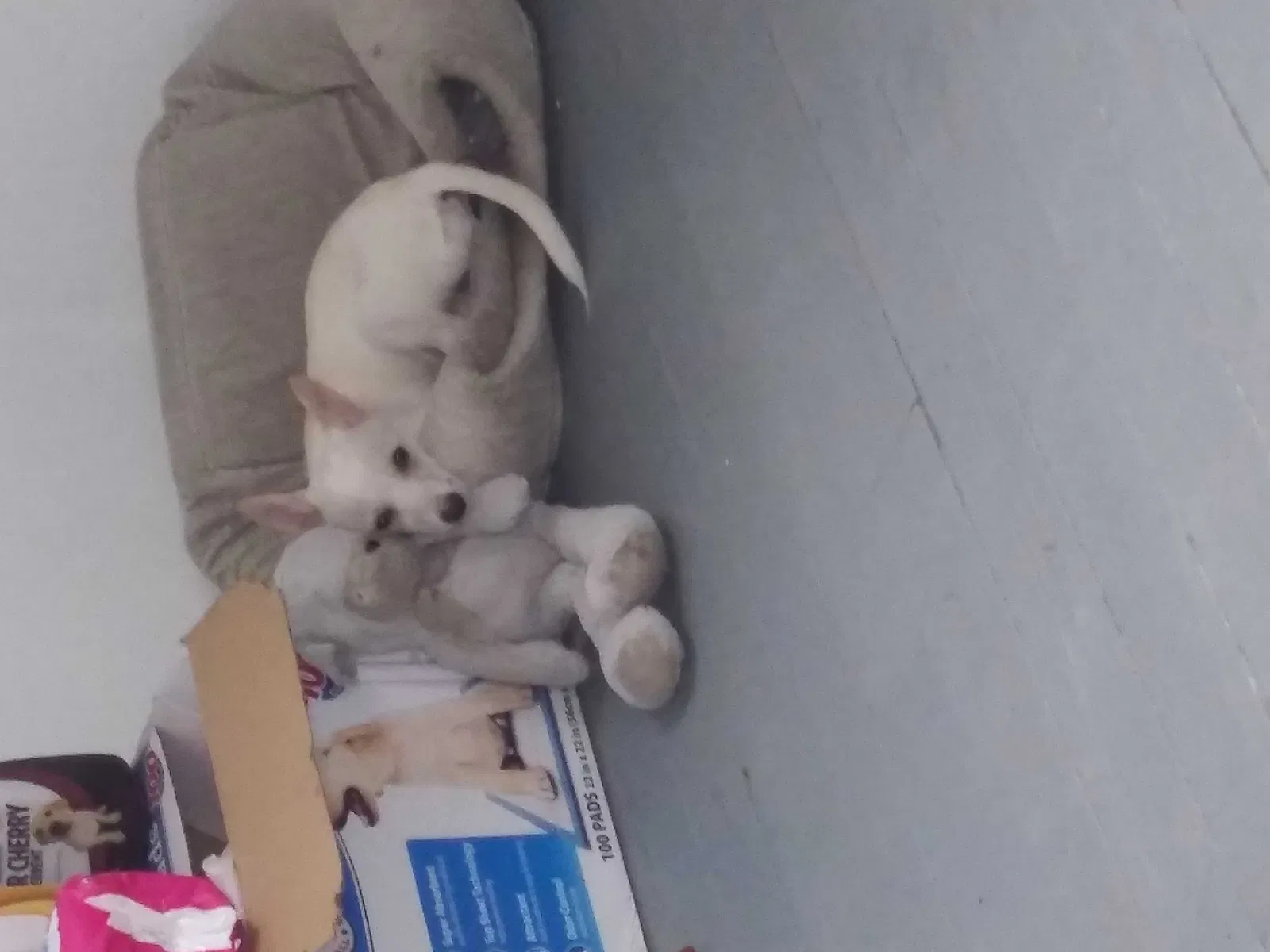 Lost dog in Fort Wayne, IN, 46806