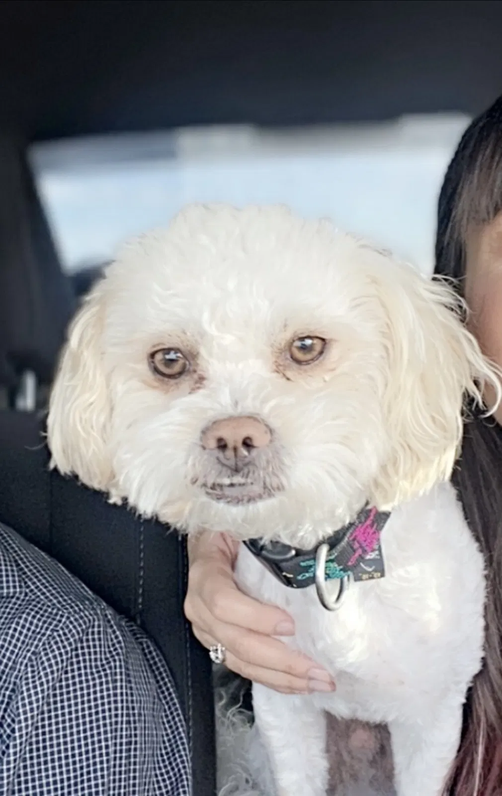 Lost dog in Denver, CO, 80229