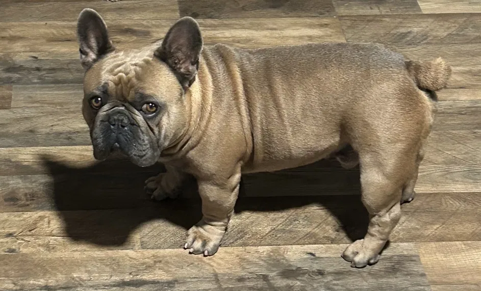 Lost dog in Fontana, CA, 92335
