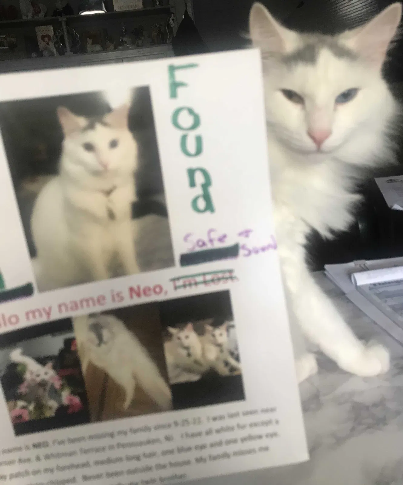 Found cat in Merchantville, NJ, 8109