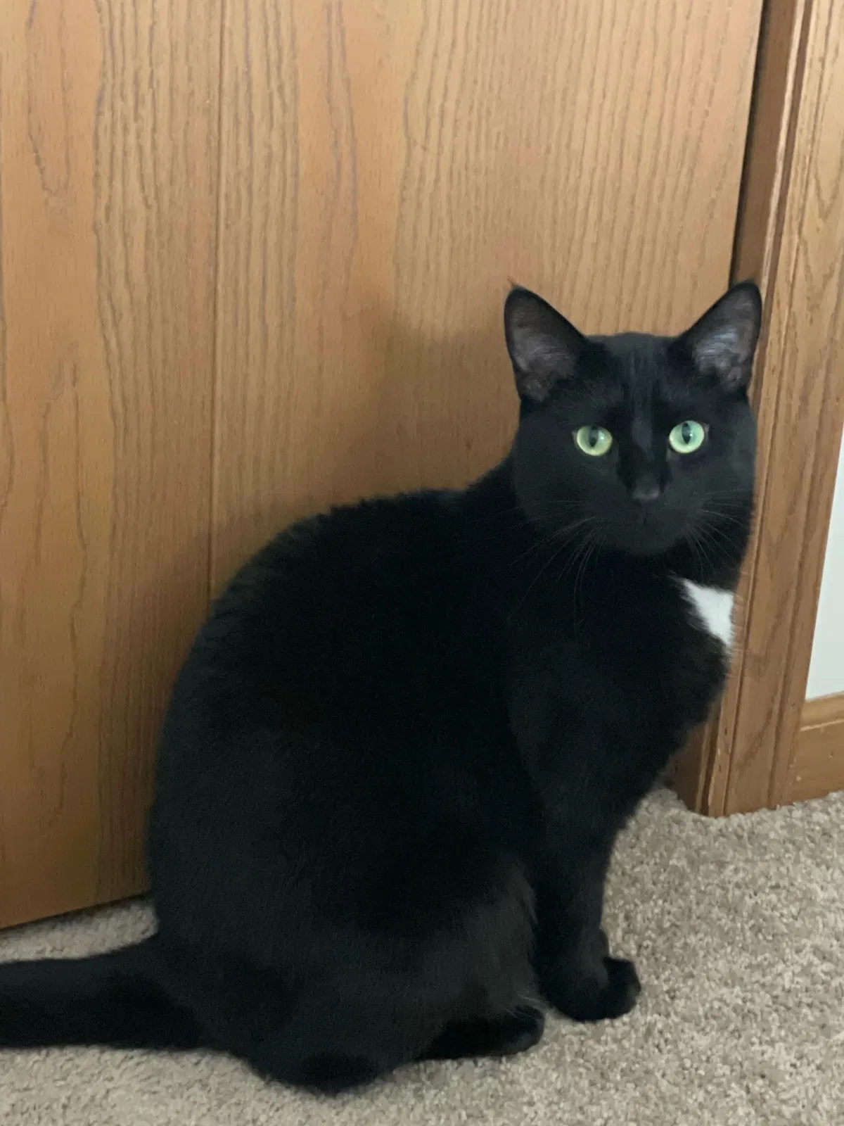 Lost cat in West Lafayette, IN, 47906