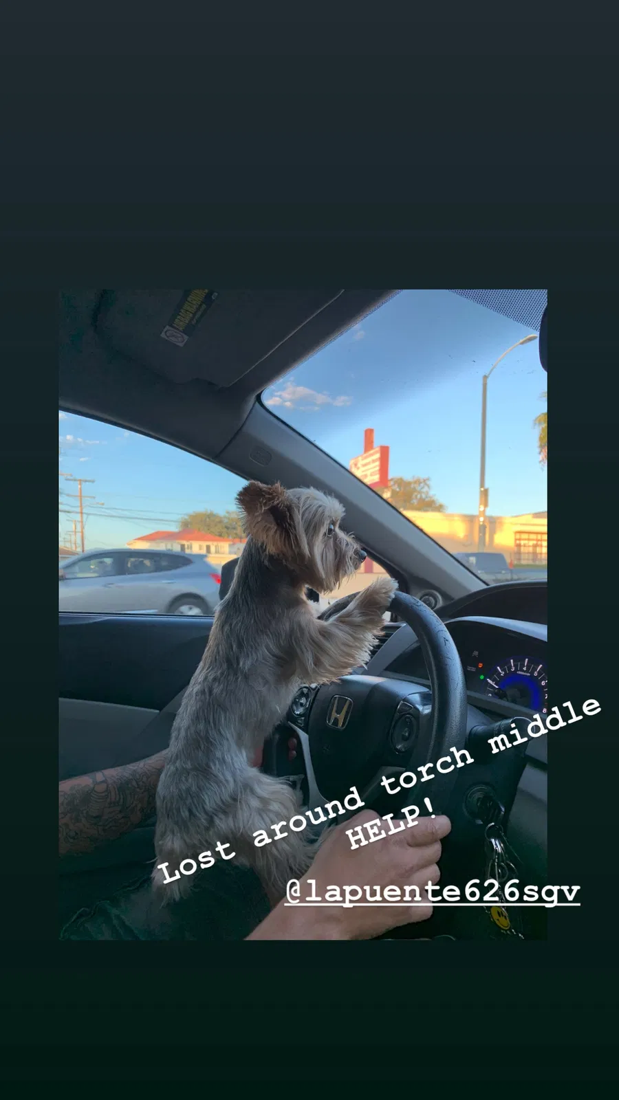 Lost dog in La Puente, CA, 91746