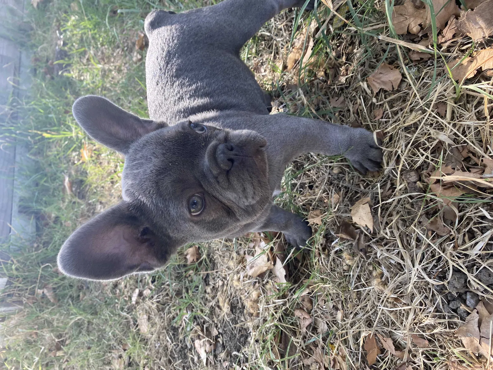 Lost dog in Santa Rosa, CA, 95404