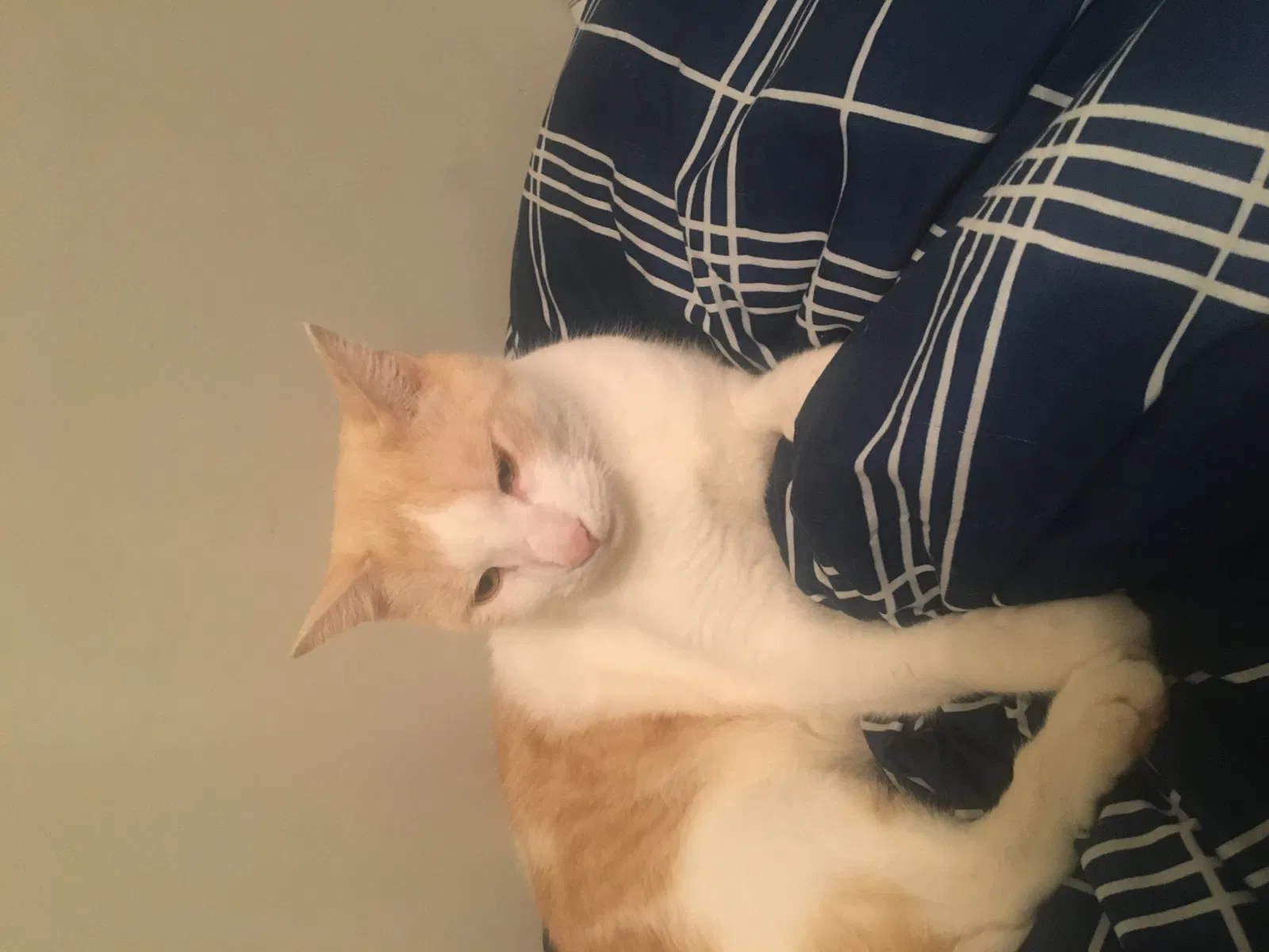 Lost cat in Summerville, SC, 29483