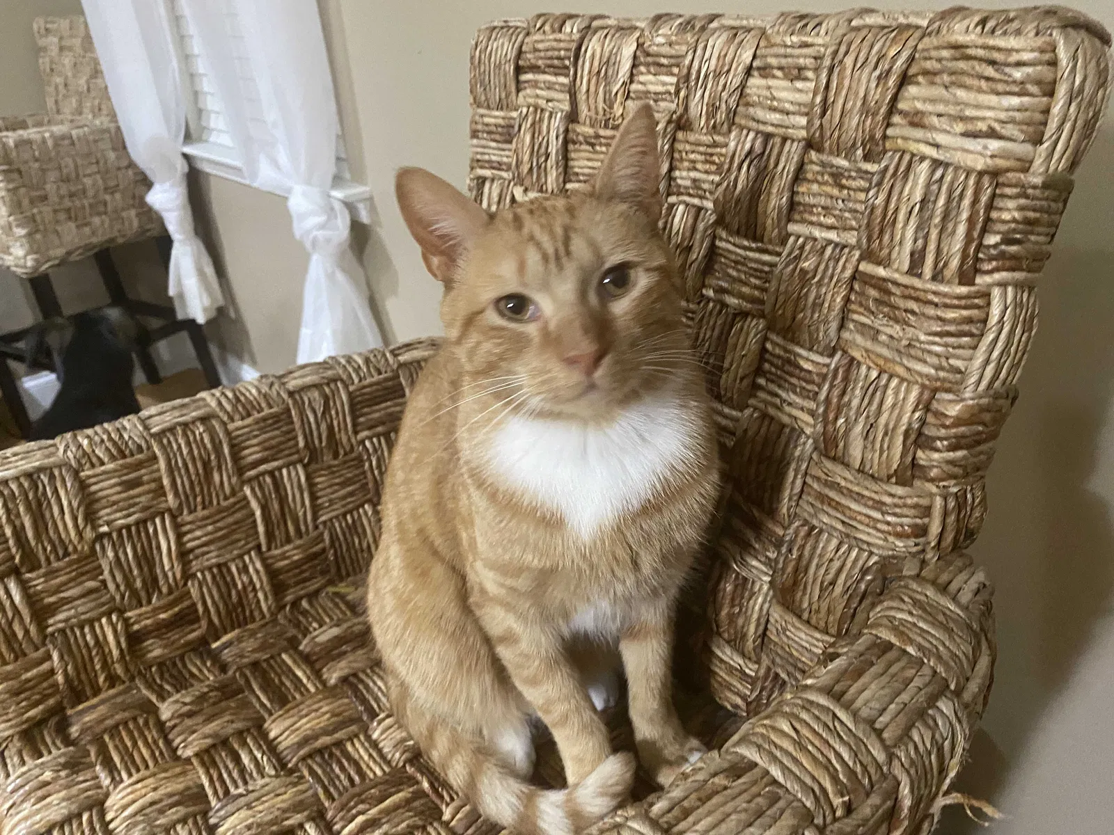 Lost cat in Summerville, SC, 29483