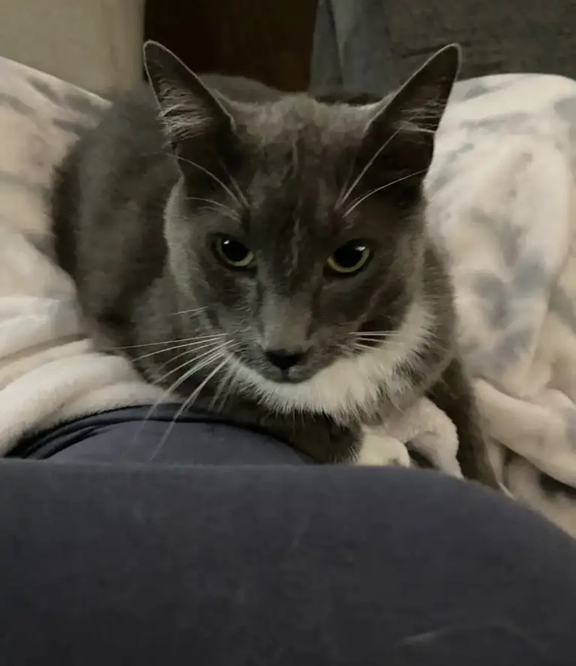 Lost cat in Lilburn, GA, 30047