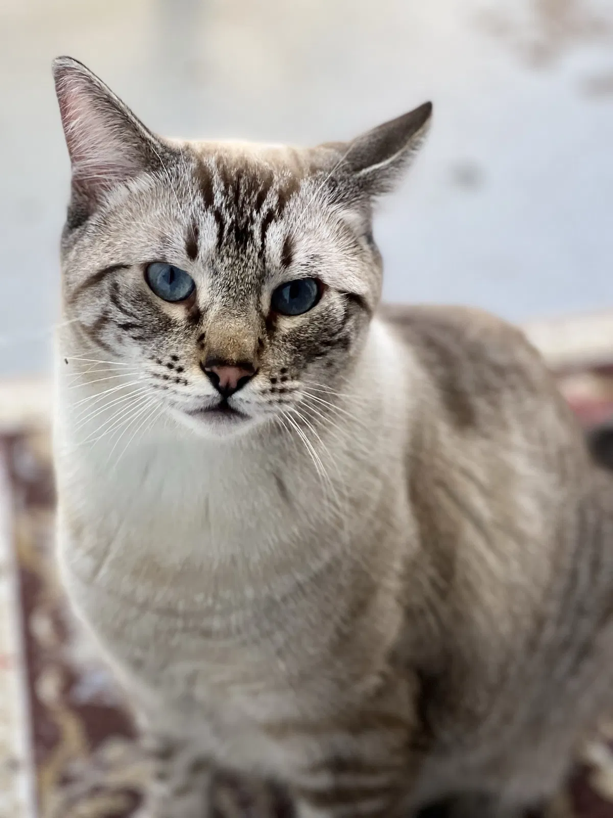 Lost cat in San Diego, CA, 92129