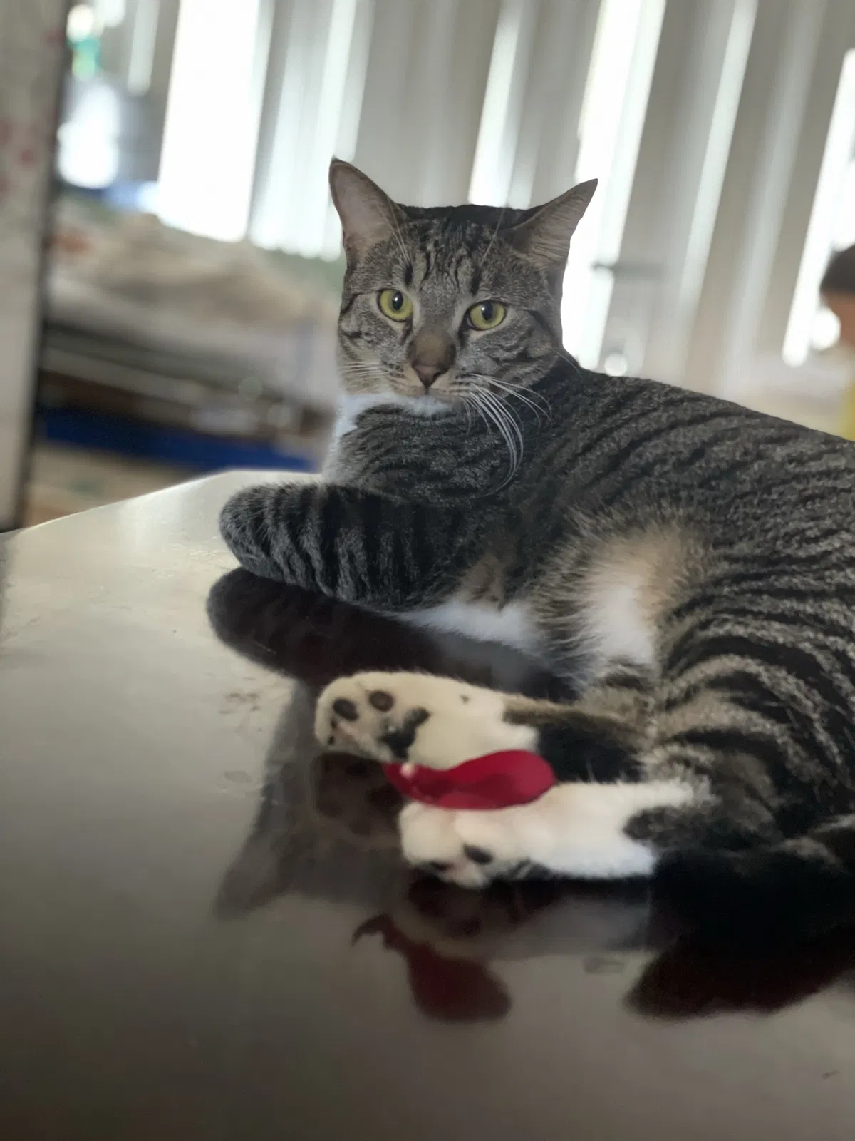 Lost cat in San Diego, CA, 92129