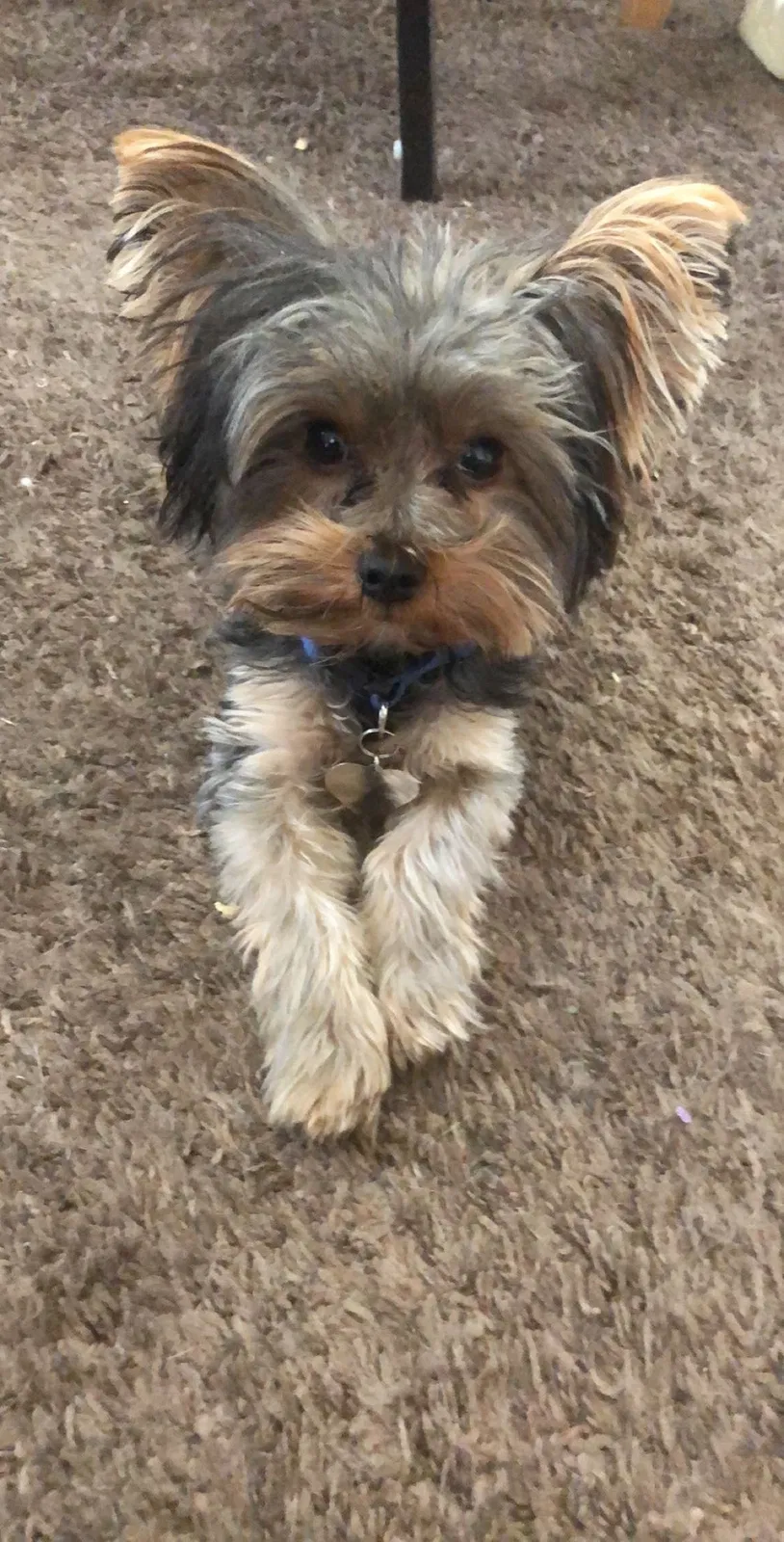 Lost dog in San Bernardino, CA, 92410