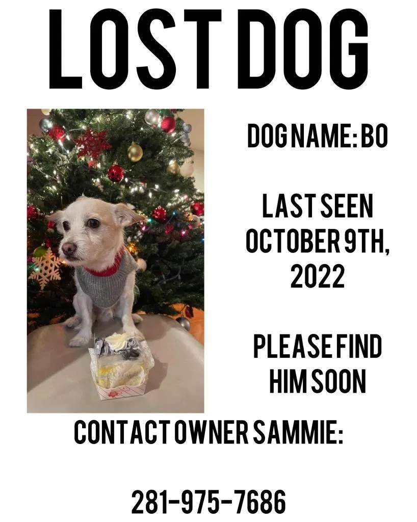 Lost dog in Sugar Land, TX, 77498
